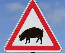 На Хмельниччині утилізоване звалище залишків свиней